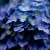 紫陽花