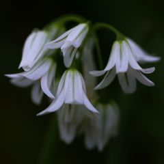 春の花