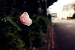 芙蓉