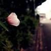 芙蓉