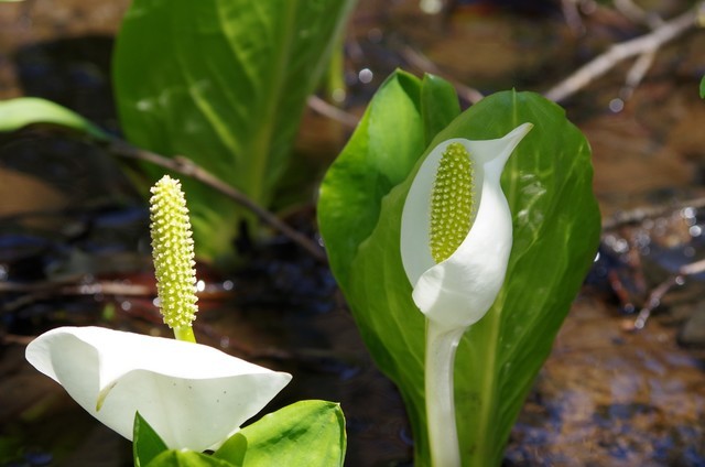 水芭蕉