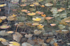 秋の水面