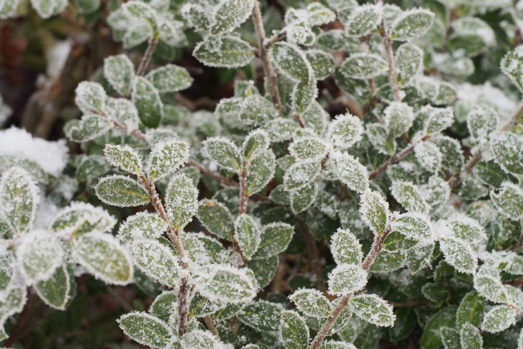 Frost