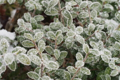 Frost