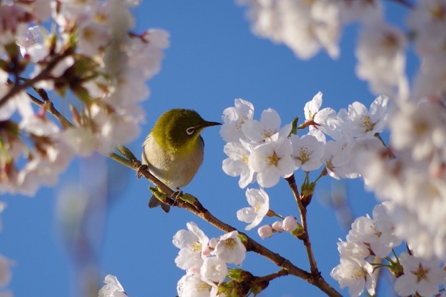 春の朝