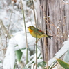 野山の鳥写真集