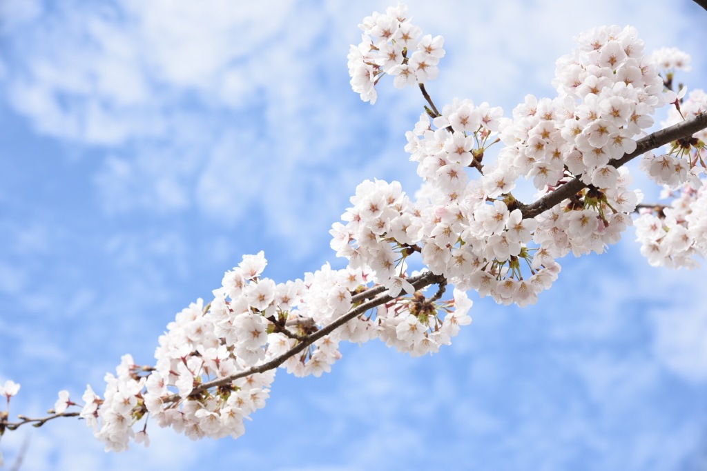 桜と青空