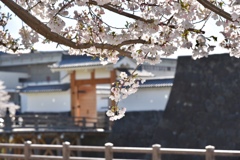 桜と城門