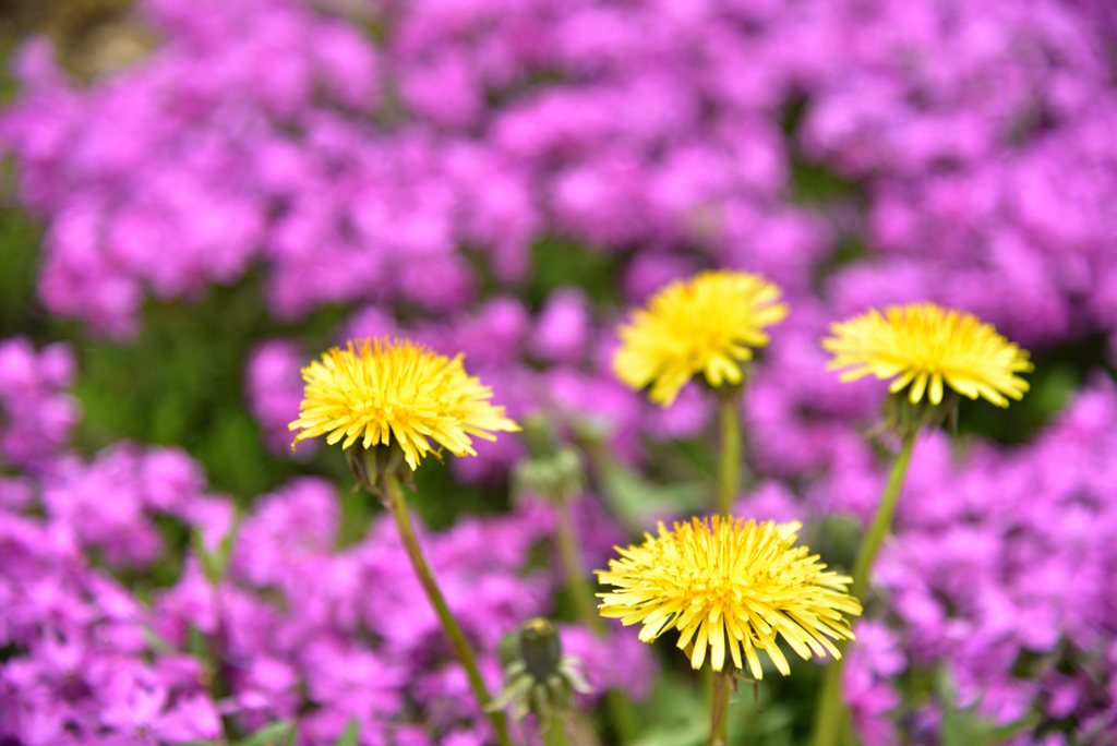 たんぽぽの黄色と芝さくらの紫