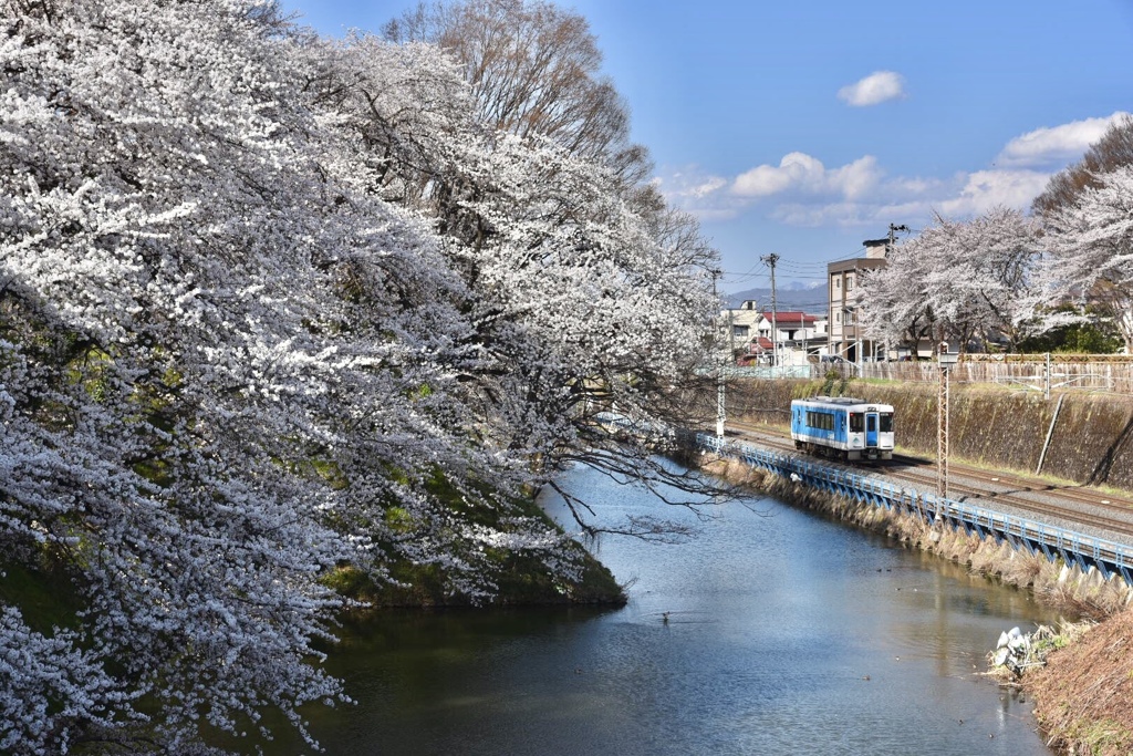 霞城公園の桜とローカル線