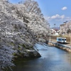 霞城公園の桜とローカル線