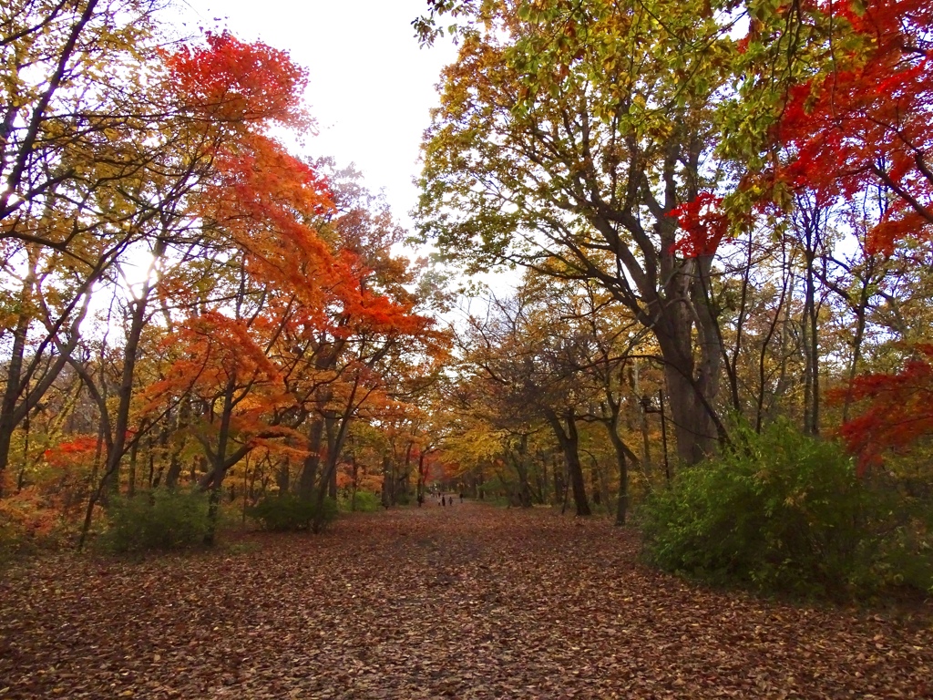 autumn colour