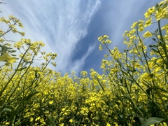 見上げて春空