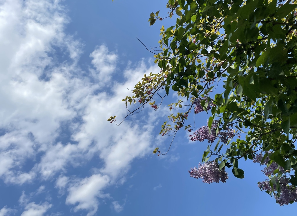 青空とライラック