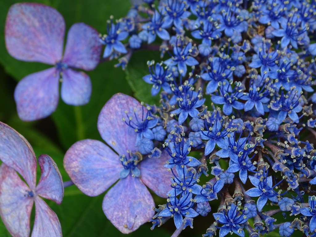 紫陽花ブルー