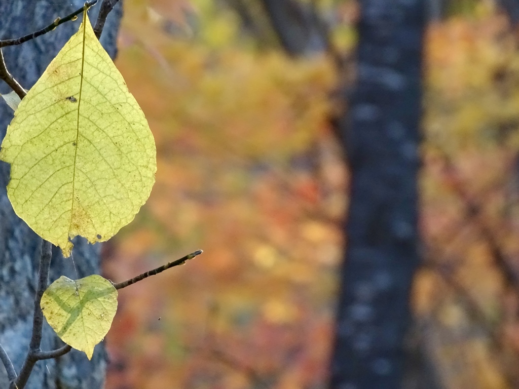 Leaf in autumn