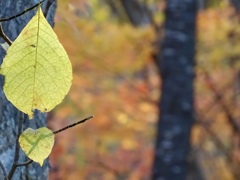 Leaf in autumn