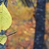 Leaf in autumn