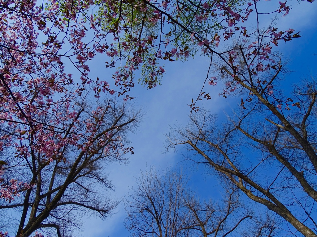 桜咲く 北国の春