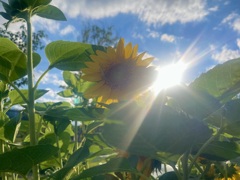 思い出す夏の光