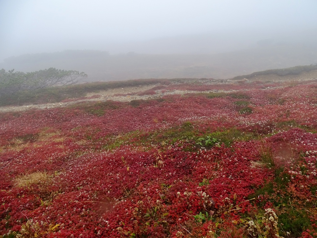 紅の絨毯