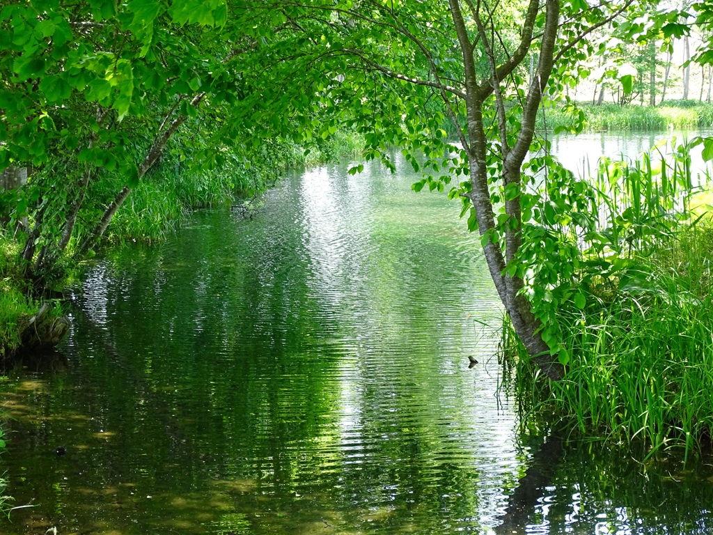 水辺の緑
