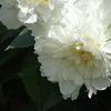大輪の白花