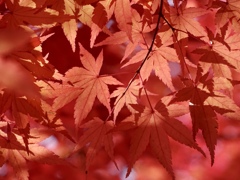 秋の紅色