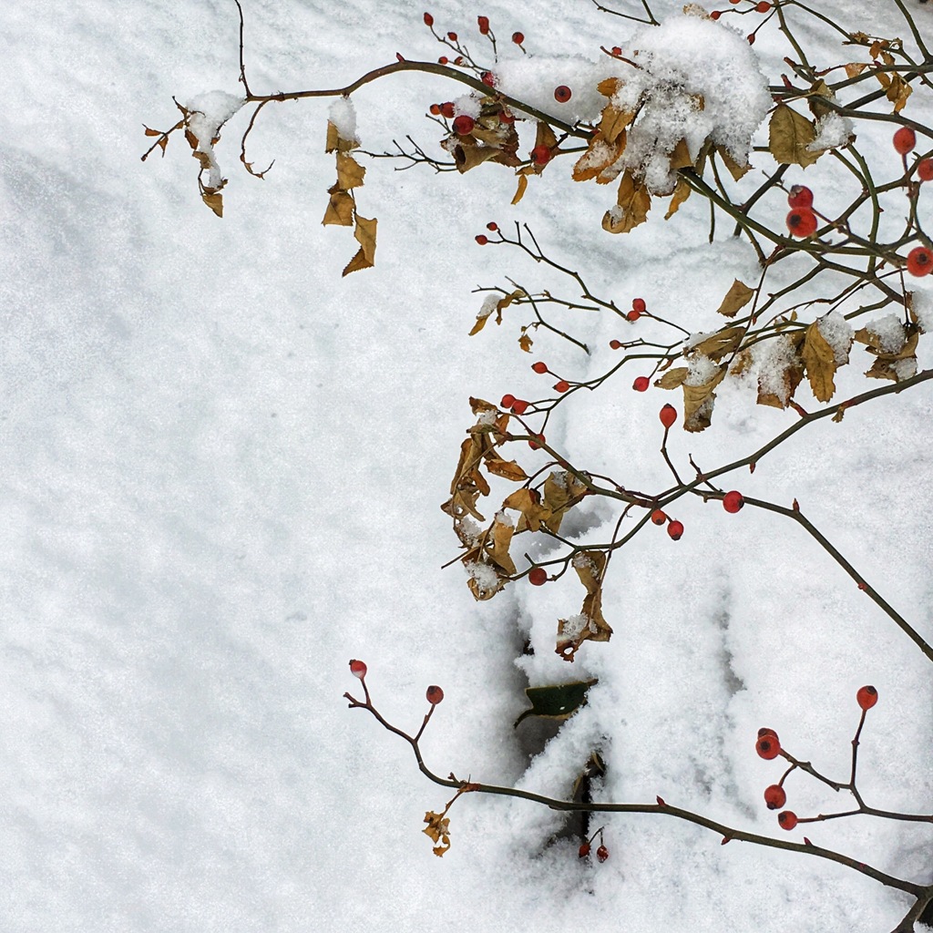 雪の中で…