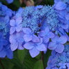 花便り紫陽花