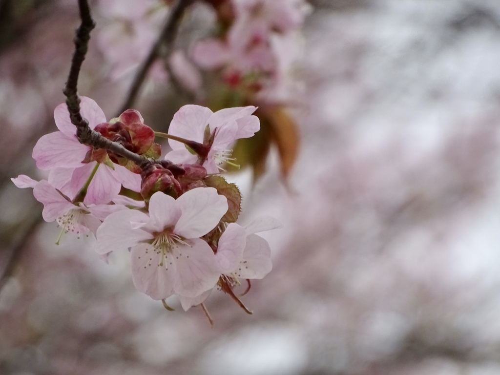 花曇り