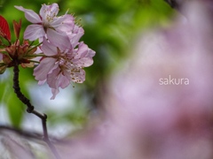 桜咲き