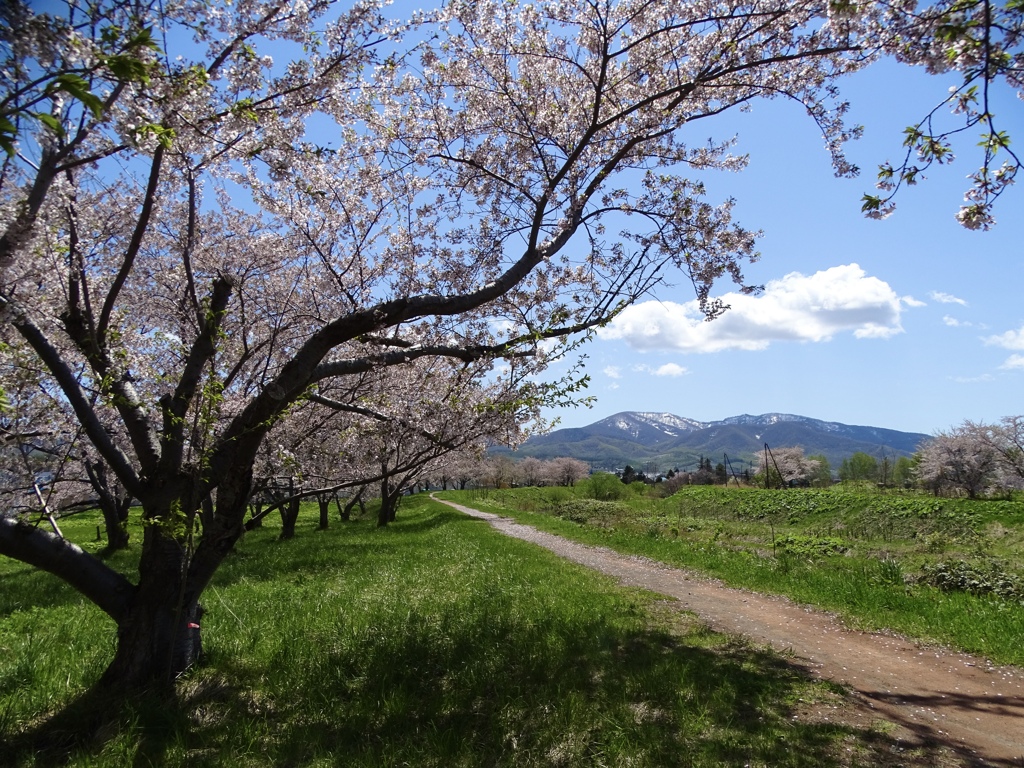 春に歩む道