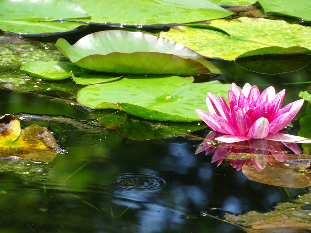 water lily