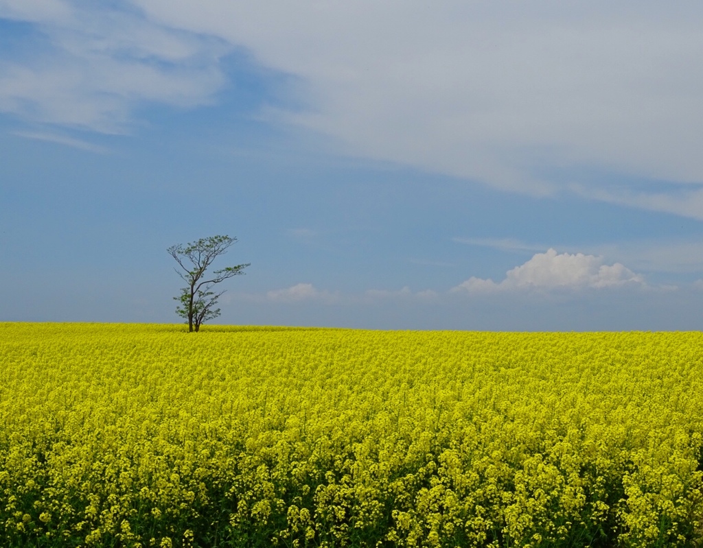 field of flowers