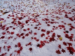 雪紅葉