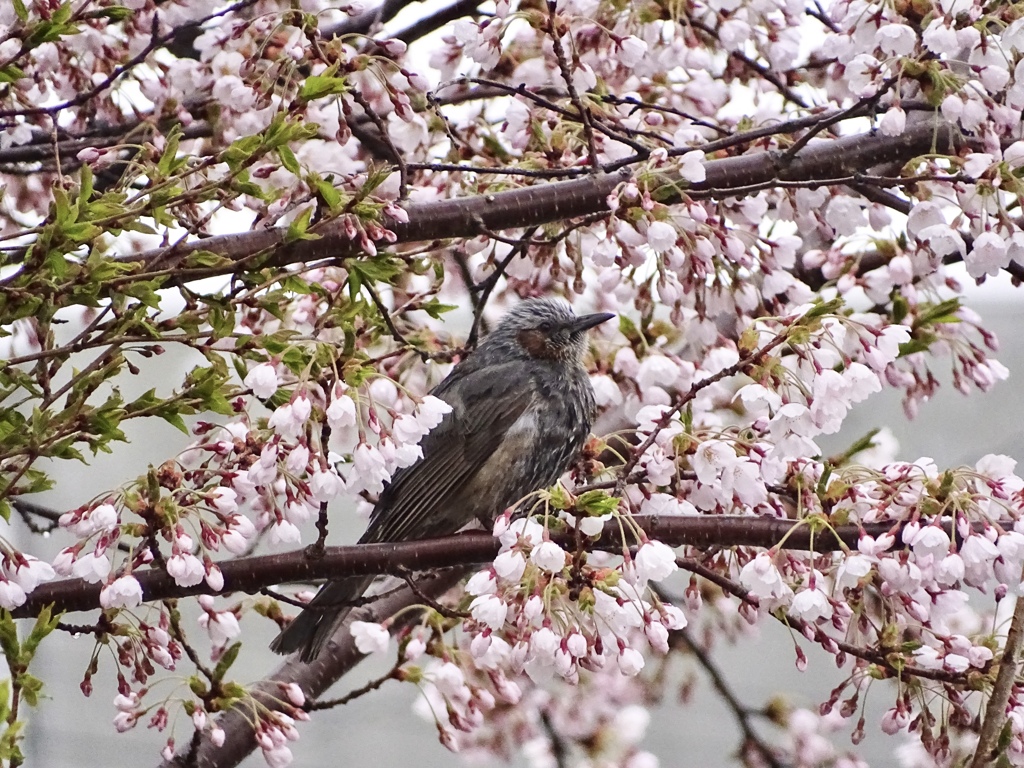 ヒヨドリと桜