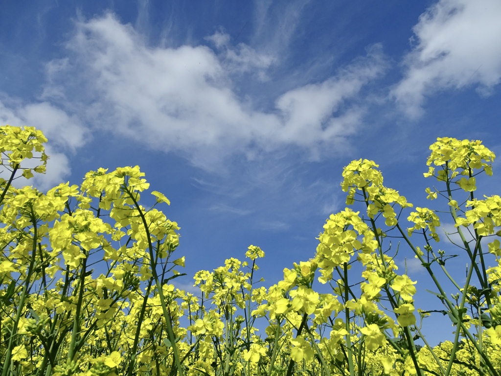 菜の花の季節