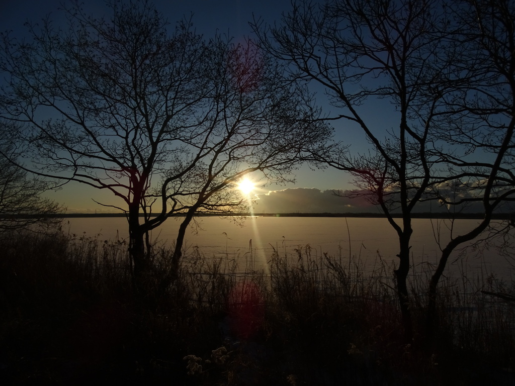 through the trees