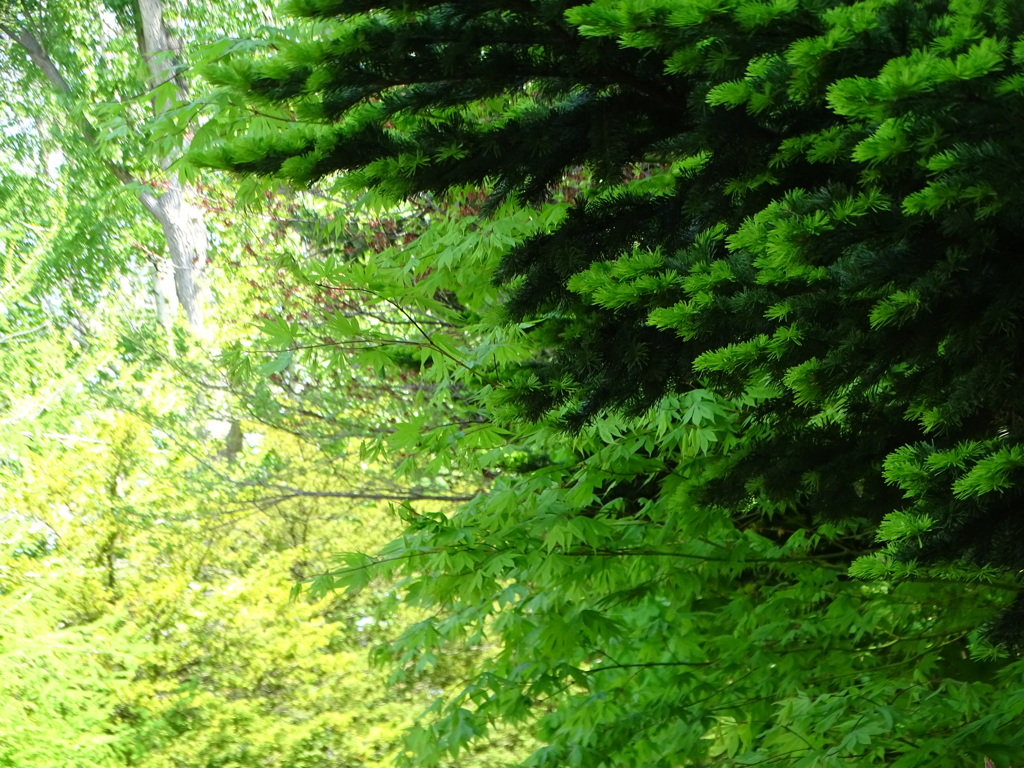 spring green