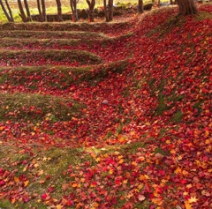 落葉の絨毯