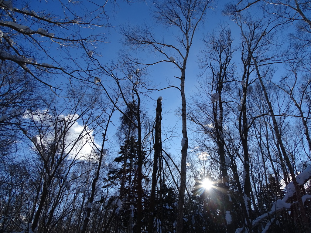 voices of trees