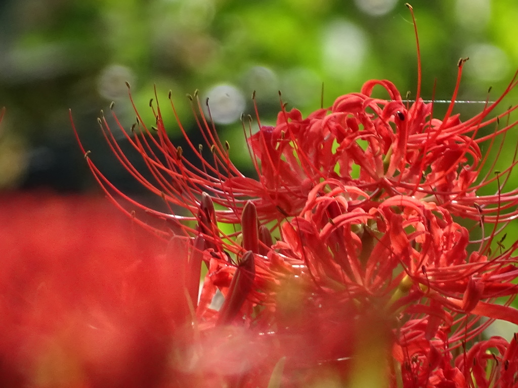 曼珠沙華