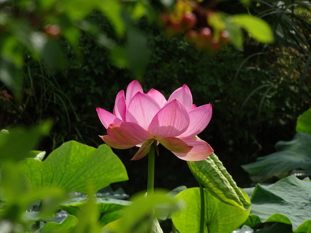 Lotus flower