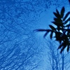 almost blue