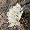 春花