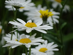 white flower