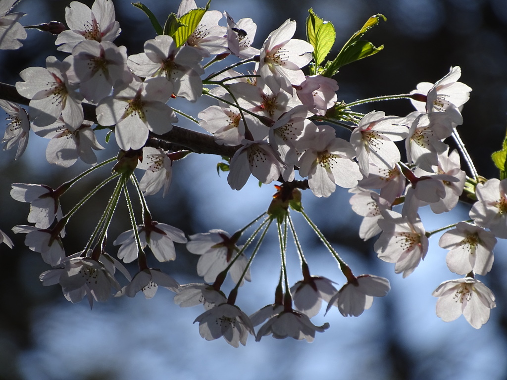 桜咲