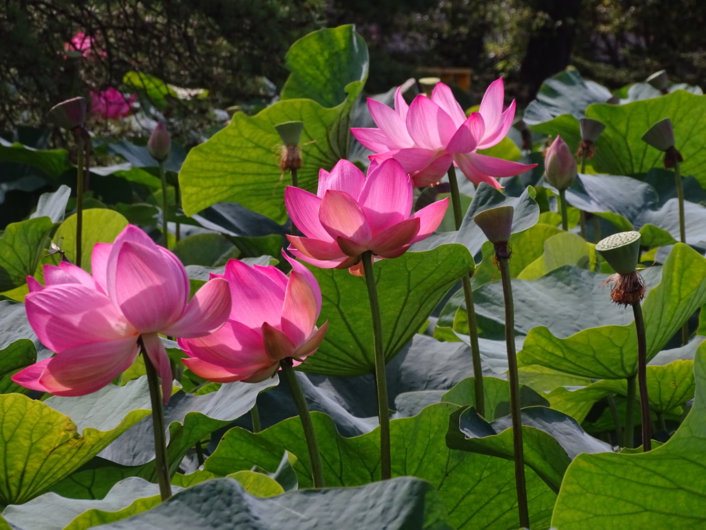 花揃う