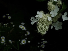 花開く白